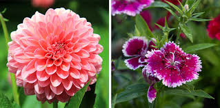 11 edible flowers | Flower Power